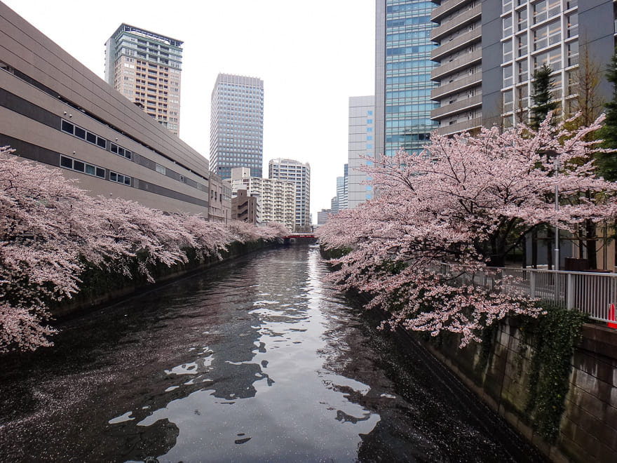 sakura japao toquio canal - Viagem na sakura no Japão: melhor época do ano para visitar