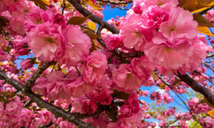 Sakura no Japão em 2020. Veja a previsão para sua viagem – NEWS