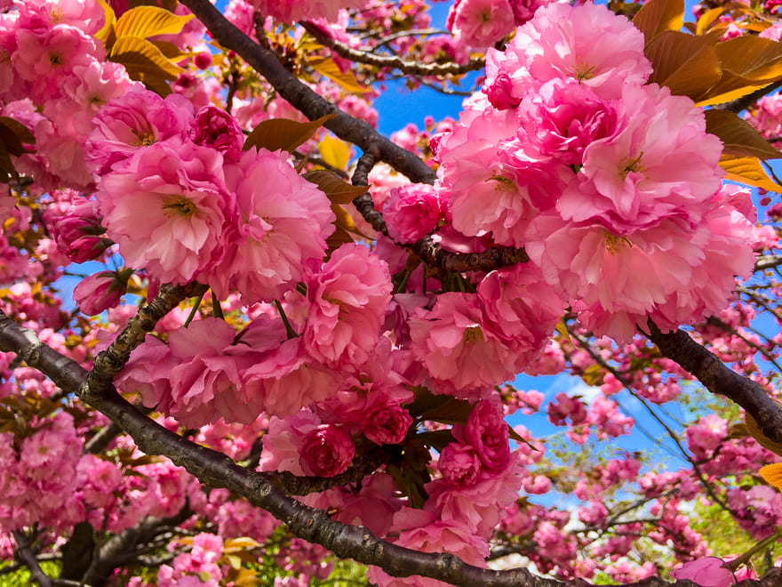 sakura no japa flor osaka - O que fazer em Osaka, a terceira maior cidade do Japão