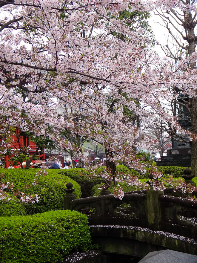sakura no japao arvore cerejeira toquio - Viagem na sakura no Japão: melhor época do ano para visitar