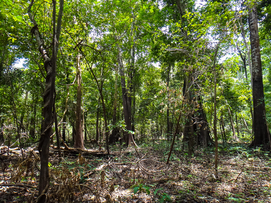 encontro das aguas floresta arvores - Encontro das Águas Manaus: viva a natureza brasileira!