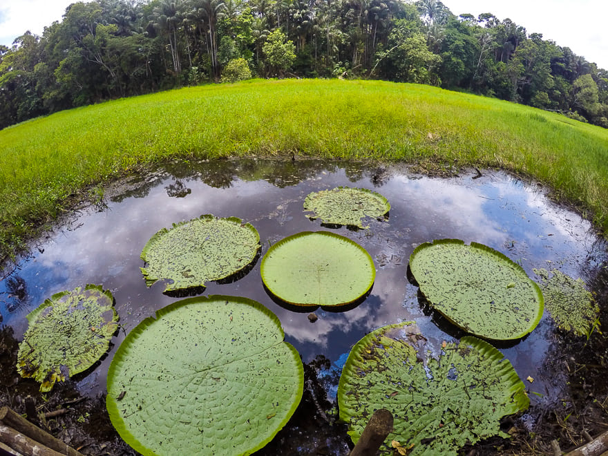 encontro das aguas manaus vitoria regia - Encontro das Águas Manaus: viva a natureza brasileira!
