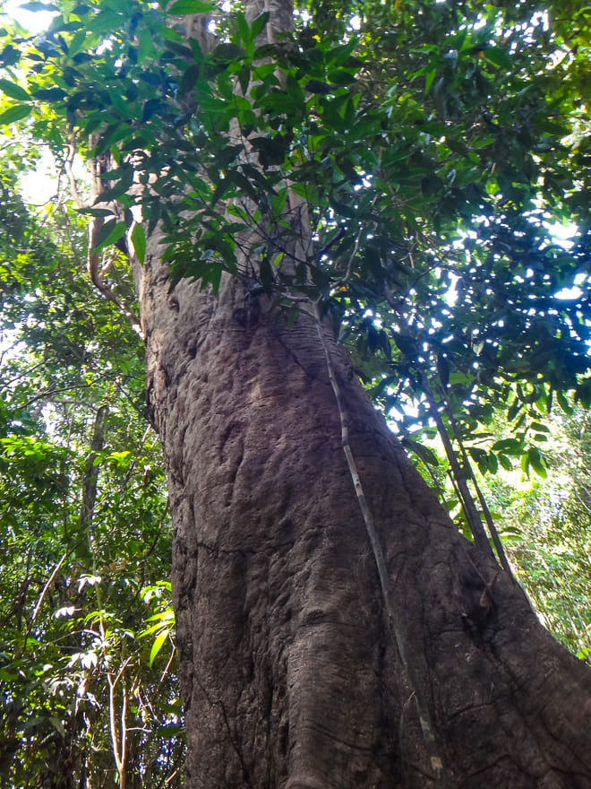 o que fazer na amazonia arvore floresta - O que fazer na Floresta Amazônica e se encantar pela nossa Natureza