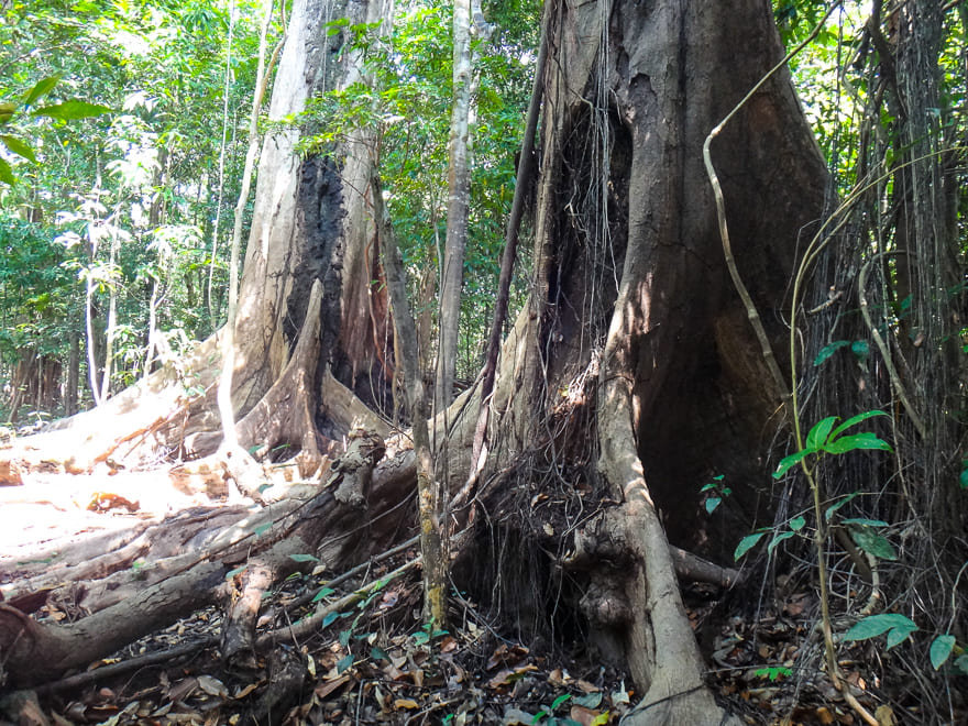 o que fazer na amazonia tronco arvores - O que fazer na Floresta Amazônica e se encantar pela nossa Natureza