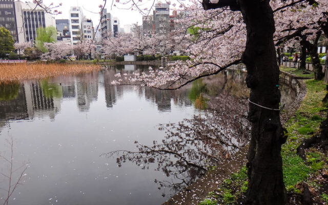 lago do parque ueno tokyo japao