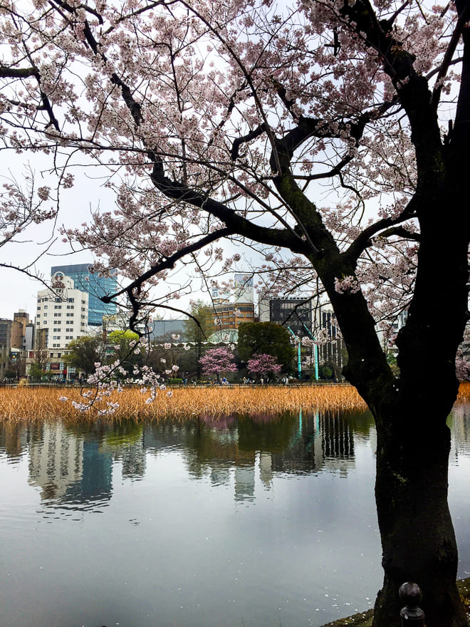 parque ueno toquio lago arvore sakura - Parque Ueno: coração verde e cultural de Tóquio