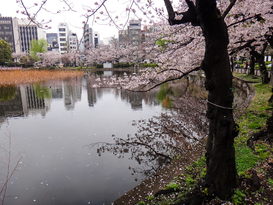 parque ueno toquio lago - Guia de Viagem Japão. Tudo para viajar ! [post índice]