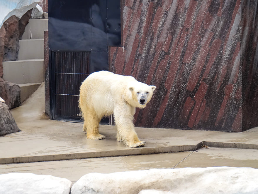 parque ueno toquio urso polar - Parque Ueno: coração verde e cultural de Tóquio