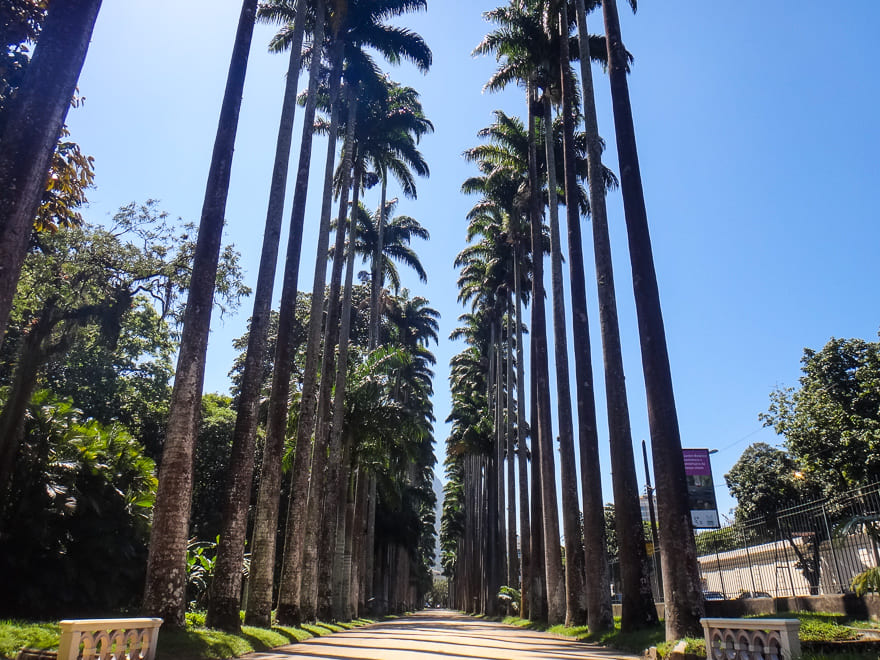 palmeiras do jardim botânico do verão do rio de janeiro roteiro de viagem