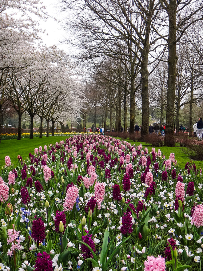 keukenhof 2019 canteiro flores coloridas - Keukenhof 2022: tudo para visitar o Parque das Tulipas na Holanda