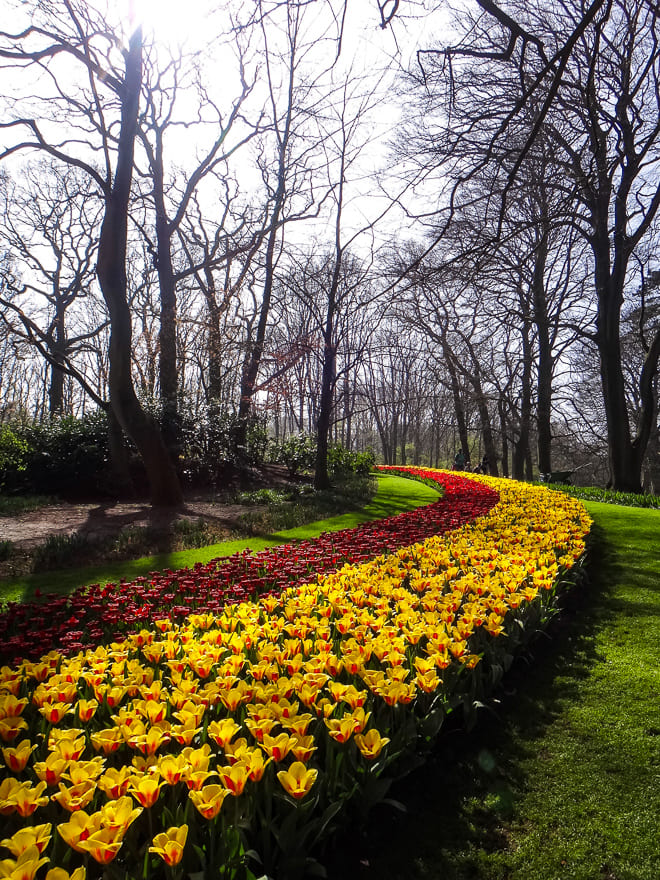 keukenhof 2019 parque flores coloridas - Keukenhof 2022: tudo para visitar o Parque das Tulipas na Holanda