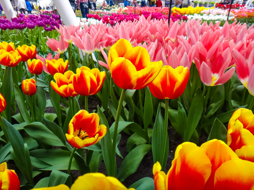 keukenhof 2019 tulipas amarelo laranja - Viagem de cruzeiro. Dicas e sugestões para fazer cruzeiros internacionais