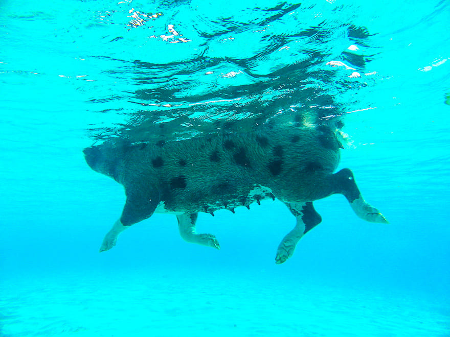 viagem no ano do porco nadar com porquinhos nas bahamas - 6 Atrações de viagem no Ano do Porco do horóscopo chinês