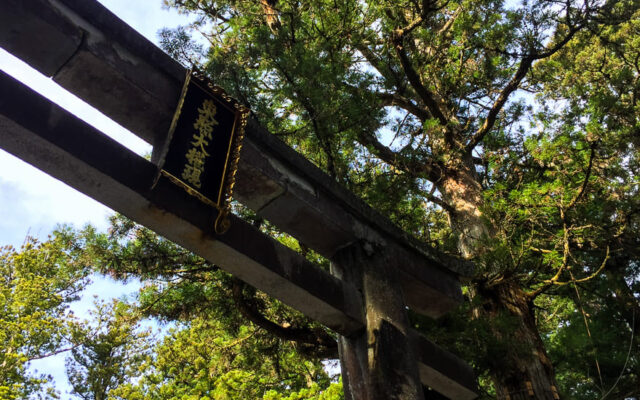 viagem para nikko japao toori floresta