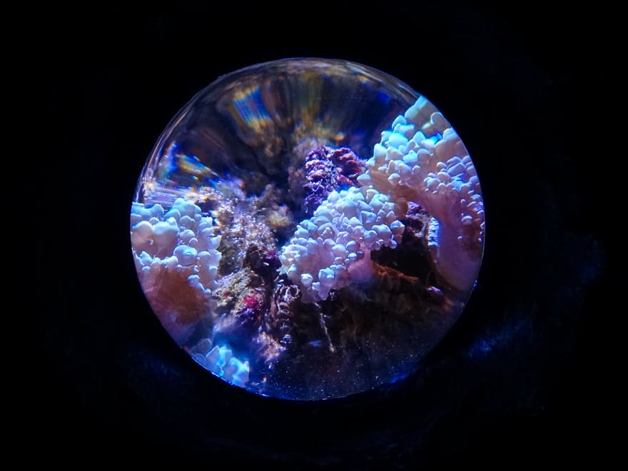 aquario de londres coral - Aquário de Londres - Sea Life Aquarium perfeito para crianças