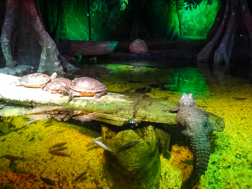 aquario de londres jacare tartaruga - Aquário de Londres - Sea Life Aquarium perfeito para crianças