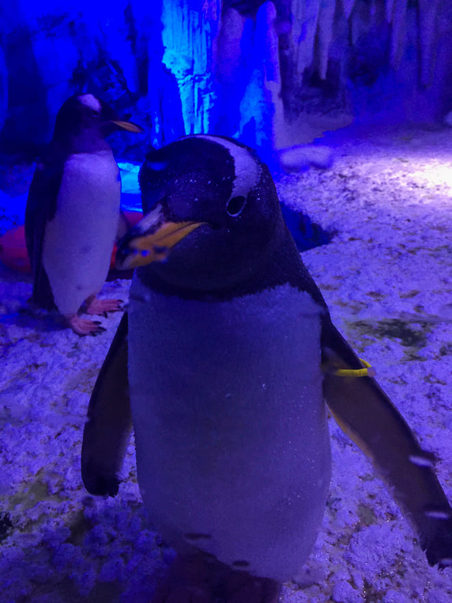 aquario de londres pinguim - Aquário de Londres - Sea Life Aquarium perfeito para crianças