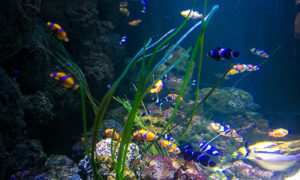Aquário de Londres – Sea Life Aquarium perfeito para crianças