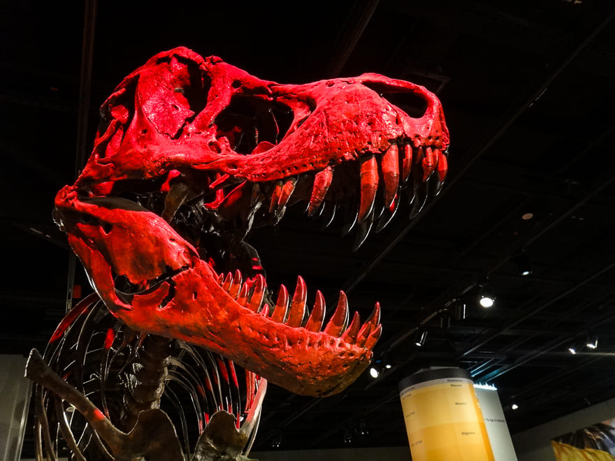 museus em washington historia natural t rex - Museus em Washington de graça: os 7 melhores. Economize e aproveite!