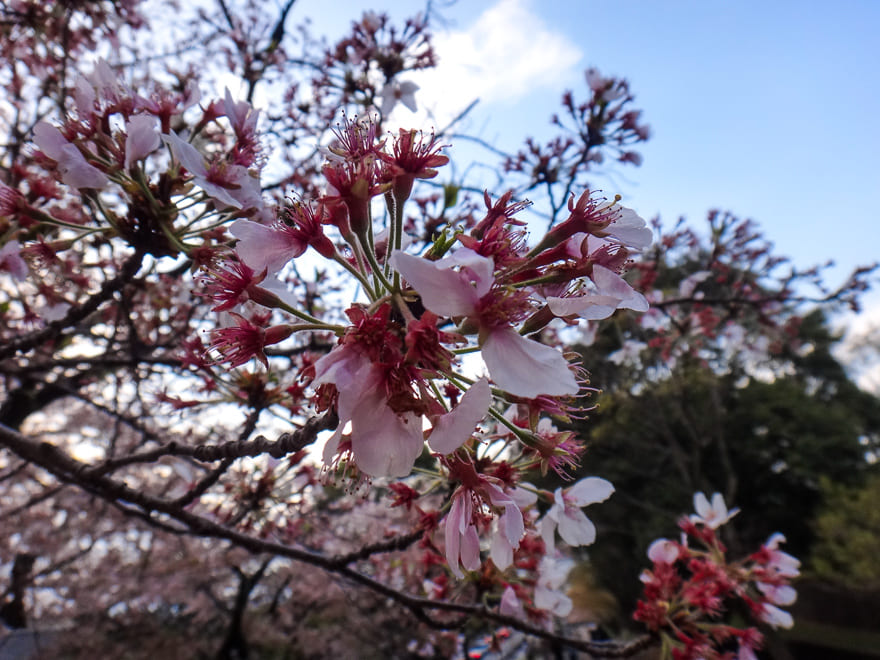 o que fazer em kyoto flor cerejeira - O que fazer em Kyoto Japão - super guia de 3 dias