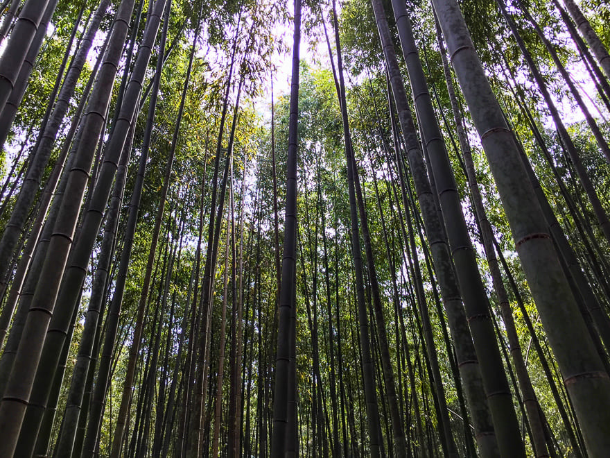 o que fazer em kyoto floresta bambuzal - O que fazer em Kyoto Japão - super guia de 3 dias
