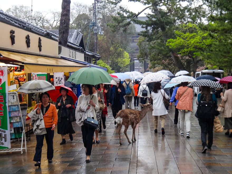 nara japao cervo multidao - Nara Japão: roteiro de viagem para se encantar [8on8]