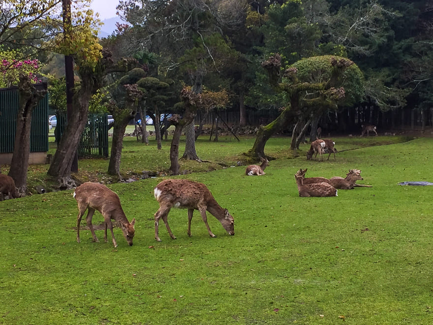 nara japao cervos parque - Nara Japão: roteiro de viagem para se encantar [8on8]