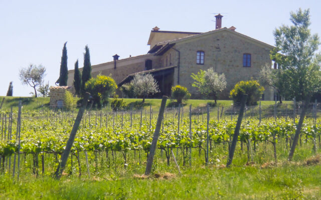 vinhedos toscana primavera