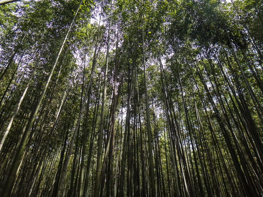 floresta de bambu em kyoto arashiyama - A encantada Floresta de Bambu em Kyoto
