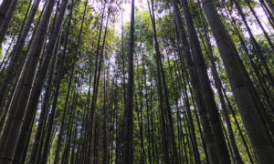 A encantada Floresta de Bambu em Kyoto
