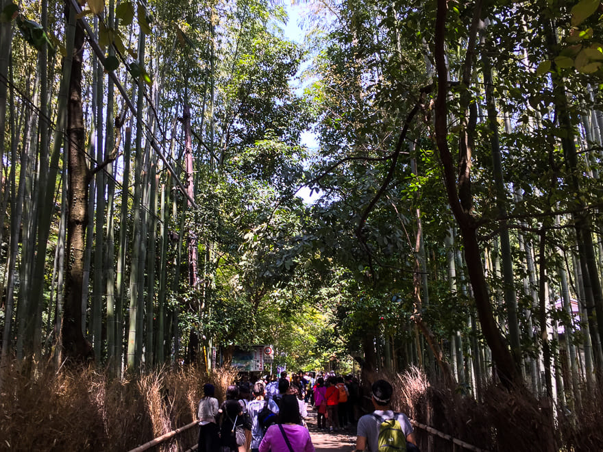 floresta de bambu em kyoto publico - A encantada Floresta de Bambu em Kyoto