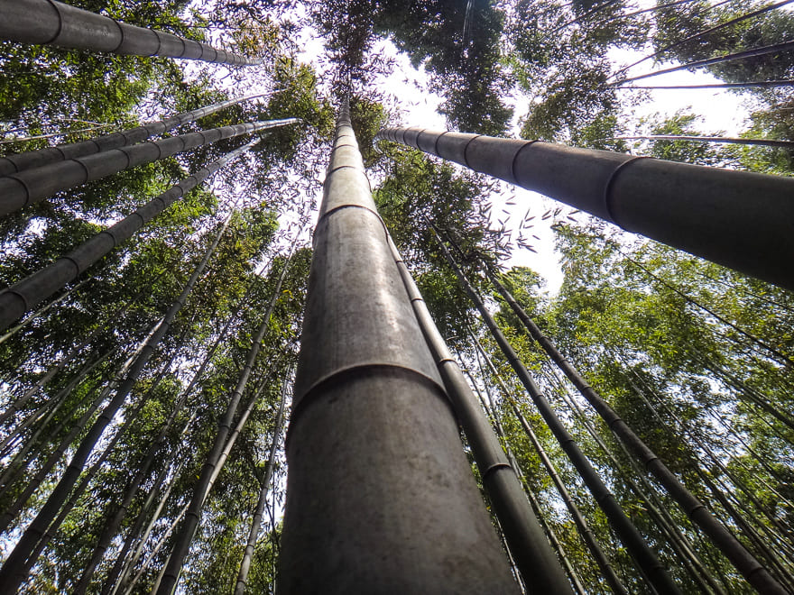 floresta de bambu em kyoto roteiro viagem - A encantada Floresta de Bambu em Kyoto