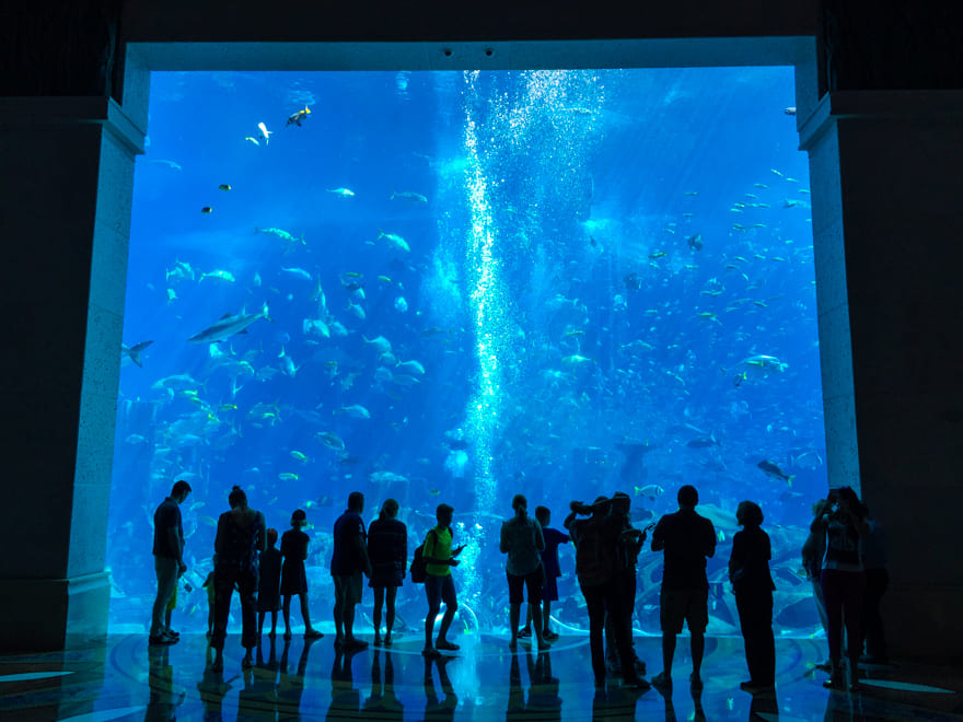 abu dhabi aquario lost chambers publico - Os Aquários de Dubai: duas opções de lazer na cidade