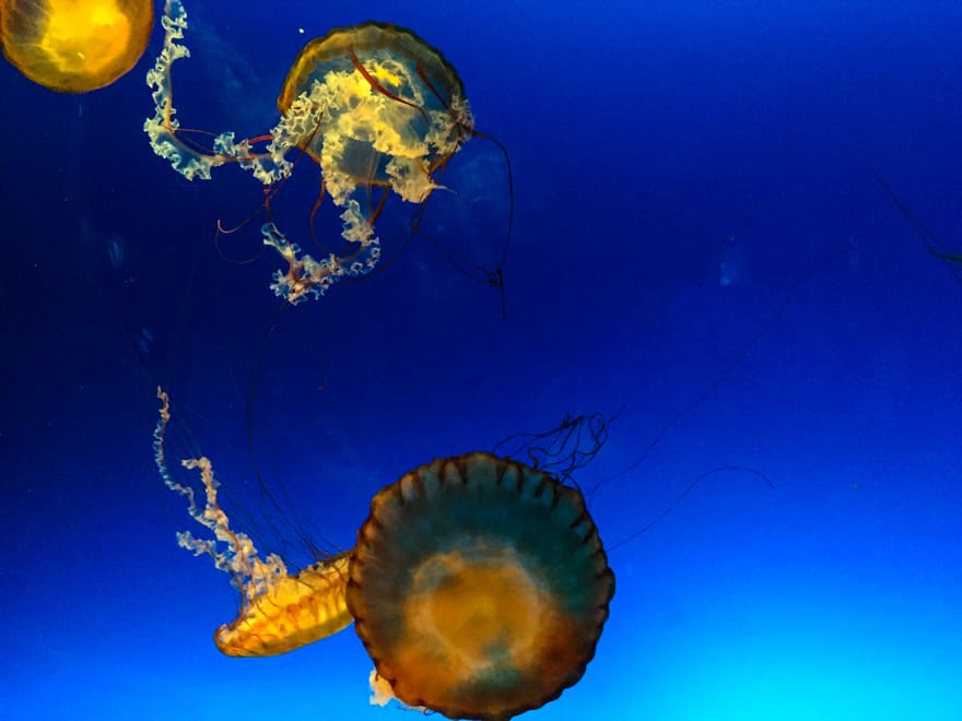 agua viva aquario de osaka - Aquário de Osaka: como é visitar o Osaka Aquarium Kaiyukan?