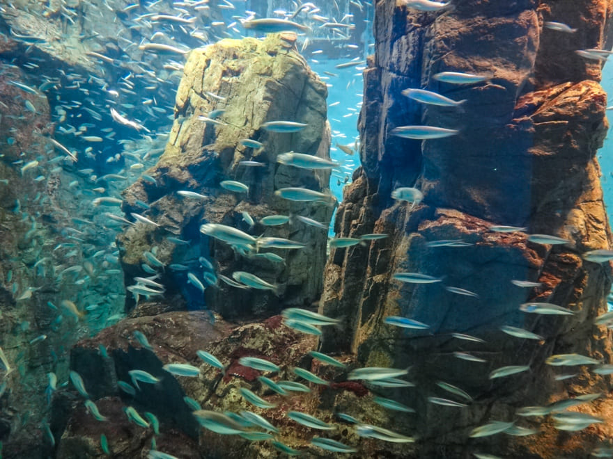 peixes japao - Aquário de Osaka: como é visitar o Osaka Aquarium Kaiyukan?