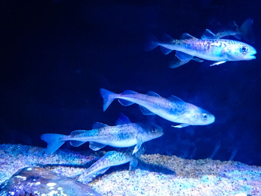 peixes luminosos viagem japao - Aquário de Osaka: como é visitar o Osaka Aquarium Kaiyukan?