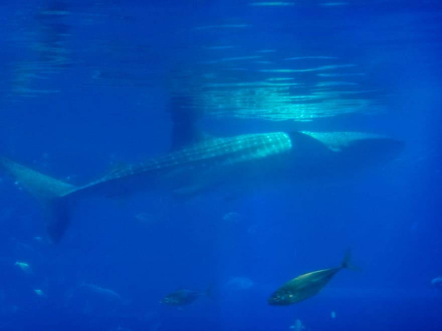 tubarao baleia o que fazer em osaka - Aquário de Osaka: como é visitar o Osaka Aquarium Kaiyukan?