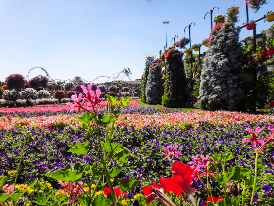 flores coloridas dubai - O jardim de Dubai: o lindo e imperdível Dubai Miracle Garden!