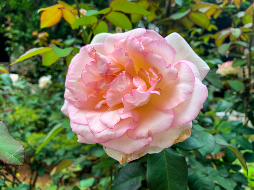 rosa bege jardim casa das rosas av paulista - Casa das Rosas SP: um lindo passeio na Av. Paulista