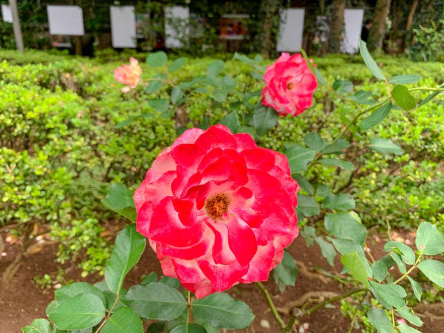 rosa vermelha jardim sao paulo - Casa das Rosas SP: um lindo passeio na Av. Paulista