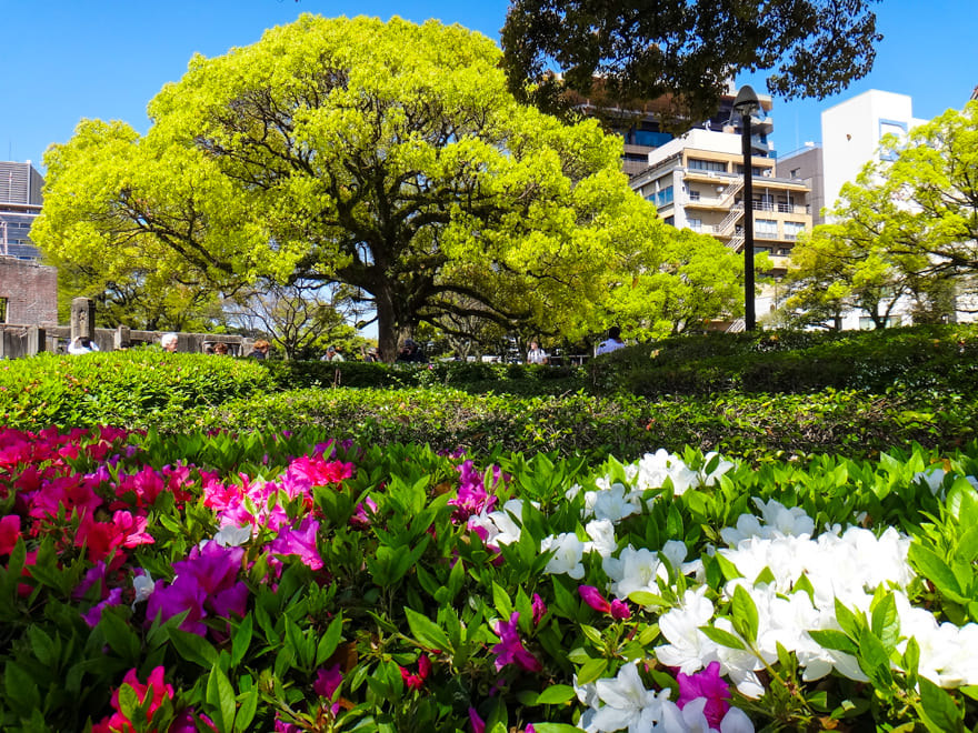 parque flores japao - Retrospectiva 2020: um ano difícil e de transformação