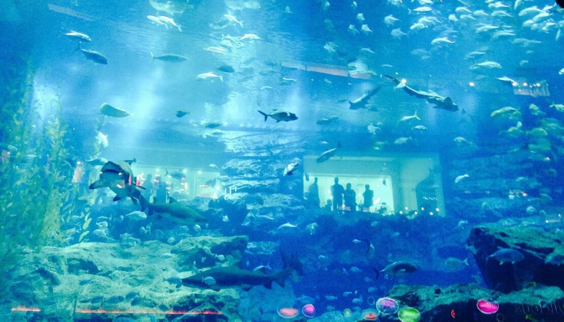 Roteiro Dubai: guia completo para 3, 5 ou 7 dias (2026) aquario de dubai imagem