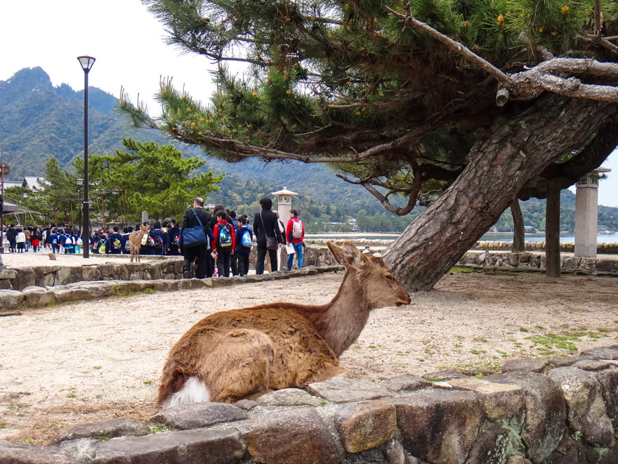 cervo japao animal sagrado - Ilha Sagrada de Miyajima: tudo para você conhecer e se encantar.