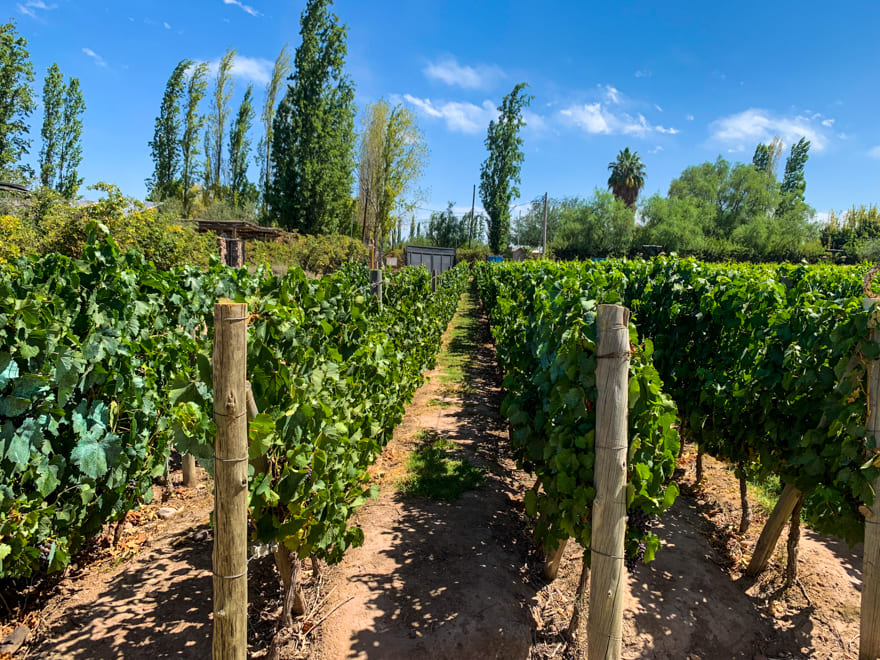vinhedo mendoza argentina - Melhores vinícolas de Mendoza para visitar. Brindes na Argentina! [guia]