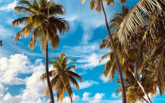 destinos de verao praia coqueiro