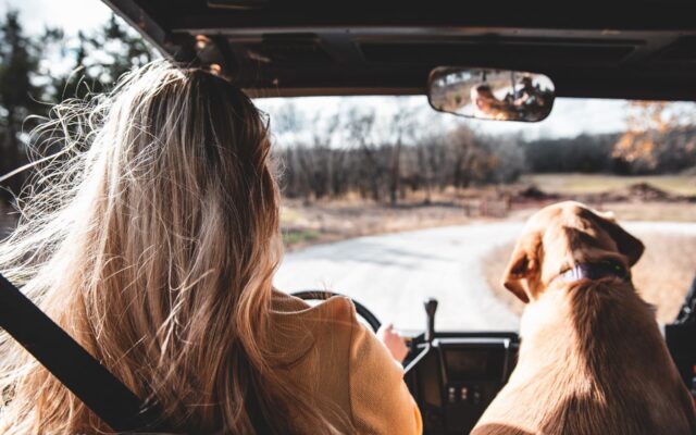 viagem de carro com cachorro