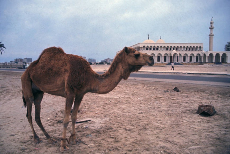 camelo abu dabi antiga