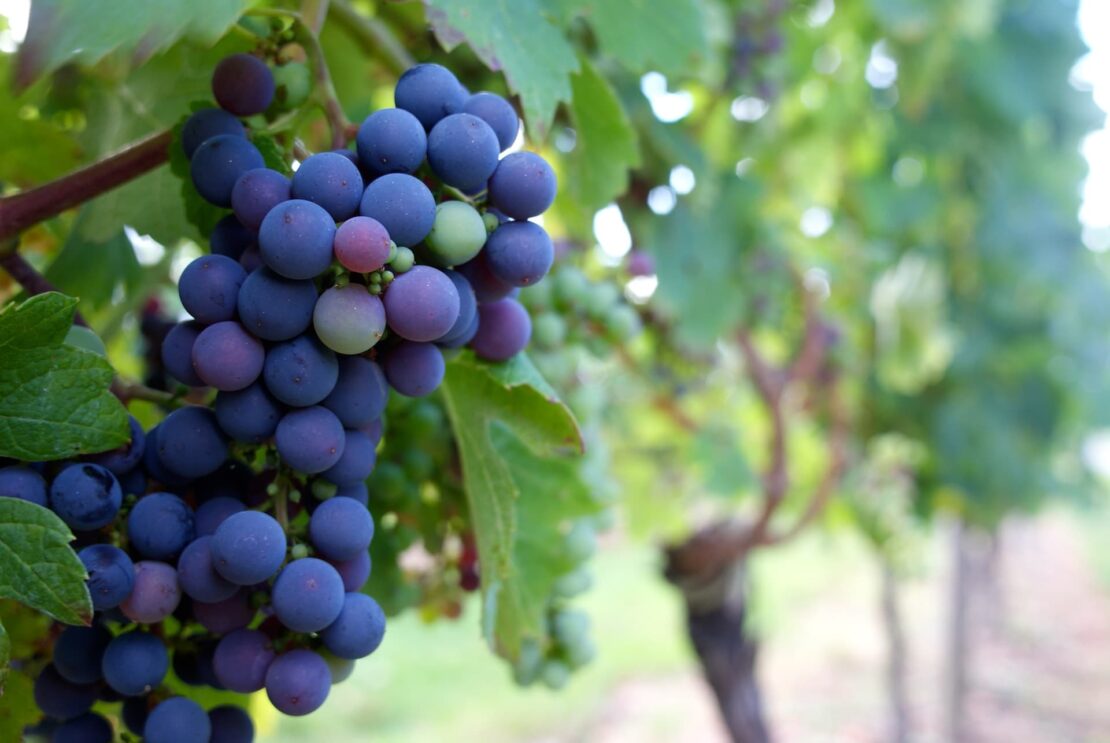 bordeaux vinho uva