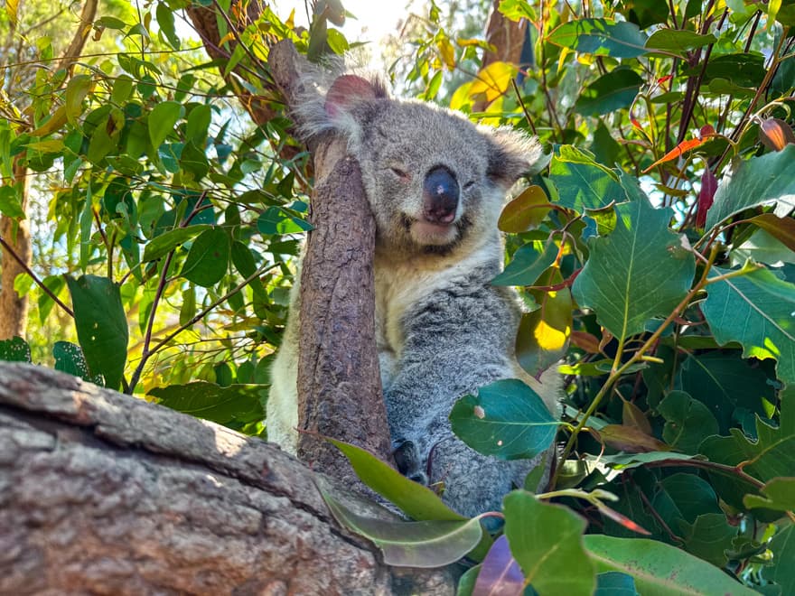 coala taronga zoo