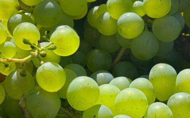 principais uvas para vinho